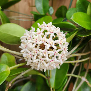 Hoya australis 'Keysii'