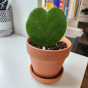 Hoya kerrii heart