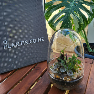 Rainforest Terrarium