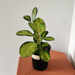 Hoya: Hoya australis 'Lisa'