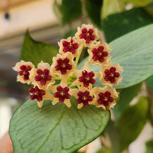 Hoya: Hoya fishtail (Hoya polyneura)