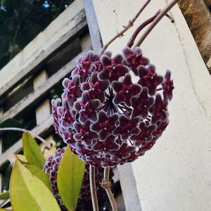 Hoya: Hoya pubicalyx ‘Red Buttons’