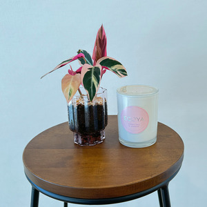 Low Light: Pink blossom gift pack