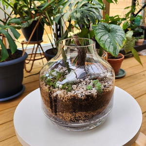 Desk Plants: Succulent Terrarium