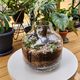 Succulent Terrarium