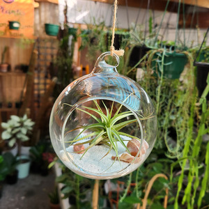 Air Plant Orb
