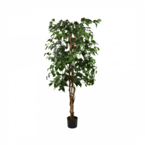 Faux Ficus Tree Large - Dobsons Marquee & Party Hire