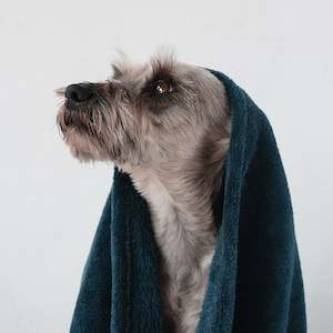 Grooming Services: In-Salon General Dog Wash