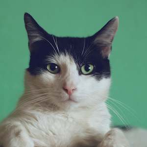 In-Salon General Cat Wash