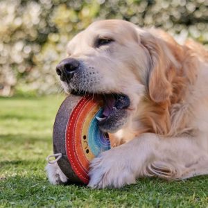 Products: Develop & Prepare Dogs First Train and Connect