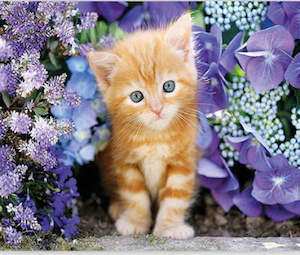 Diamond Art: 5D Diamond Art Kitten 30x30cm