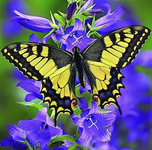 Diamond Art: DIAMOND ART BUTTERFLY 30X30cm