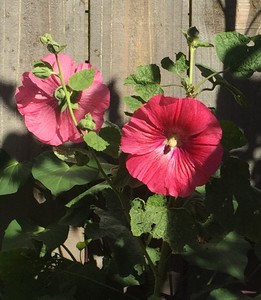 Elizabeth’s Hollyhock Seeds