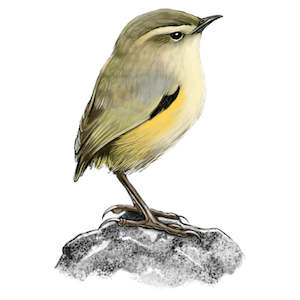 White Cloud Decor Transfers: Native Birds & Fauna Transfer - Rifleman - AVAILABLE FOR PRE-ORDER