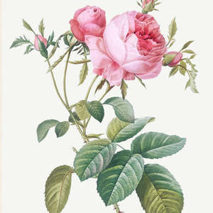 Pretty Flowers Set of 8