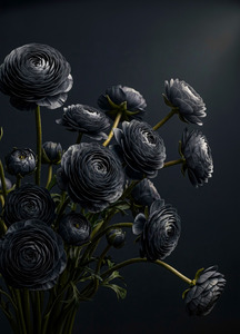 Midnight Ranunculus Decoupage Paper