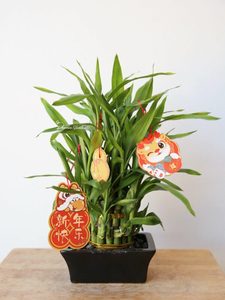 Products: Lucky Bamboo Plant Christchurch Dracaena Indoor Plant