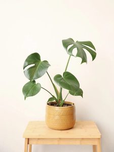 Products: Monstera Deliciosa Plant Christchurch Indoor Greenery
