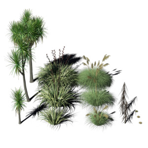 Products: Dreambox Studio 3D NZ Native plant collection 01
