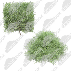 Products: Dreambox Studio Corokia