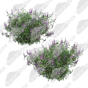 Products: Dreambox Studio Hebe