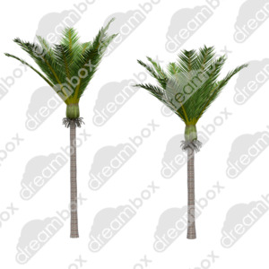 Products: Dreambox Studio Nikau Palm