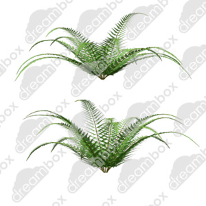 Products: Dreambox Studio Silver Fern
