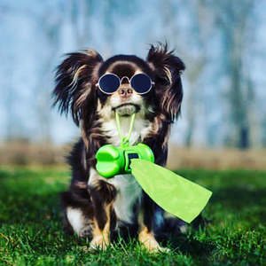 Collars: Little Green Dog - Compostable Dog Poop Bags