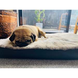 Beds: Dream Pet Bed - Frosted