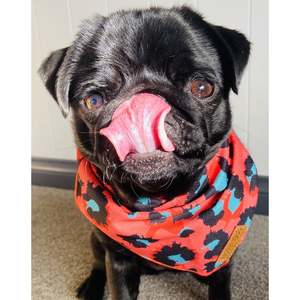 Boss + Boo - Spotted Cheetah Bandana