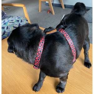 Boss + Boo - Spotted Cheetah Harness