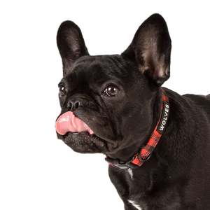 Wolves Of Wellington: Wolves of Wellington - Buffalo Collar