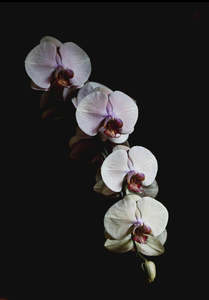Potted Plants: Potted Orchid plant