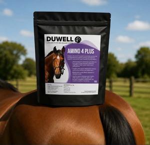 Hoy Not Hoy Specials: Amino 4 Plus