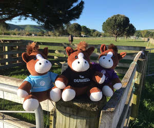 Duwell Teddy's