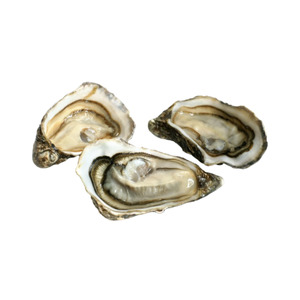 Half Shell Pacific Oysters 12.5 dozen (150 oysters per ctn)