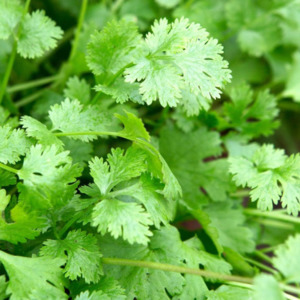 Fresh Coriander Leaves (25g Bag)