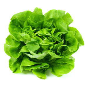 Teouma Valley Farms Butter Lettuce, Minimum of 2 per bag (Each)