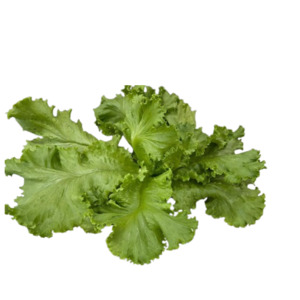 Mixed Lettuce leaves