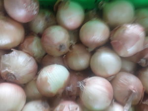 Products: Organic Brown Onion ea LARGE Early Bird Organics