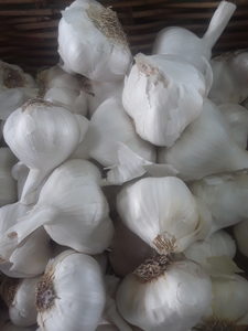 Products: Organic Garlic bulb Early Bird Organics