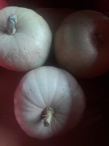 Organic Grey pumpkin half Early Bird Organics