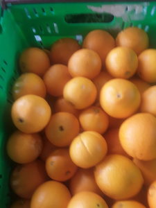 Organic Navel Orange kg Early Bird Organics