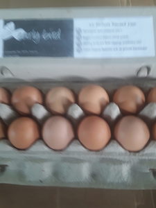 ORGANIC Pasture Ranged eggs Large Early Bird Organics