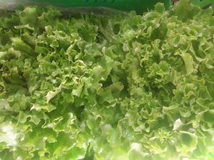 Products: Organic Lettuce frilly green Early Bird Organics