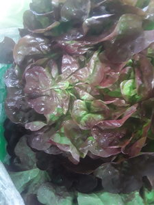 Products: Organic Lettuce Red Oakleaf Early Bird Organics