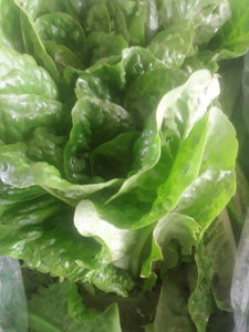 Products: Organic Cos lettuce Early Bird Organics