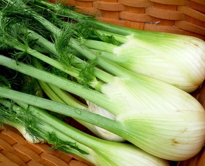 Products: Organic Fennel Bulb Early Bird Organics
