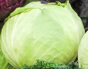 Products: Organic Green Cabbage Early Bird Organics