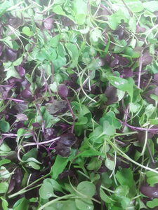 Organic Micro greens Early Bird Organics